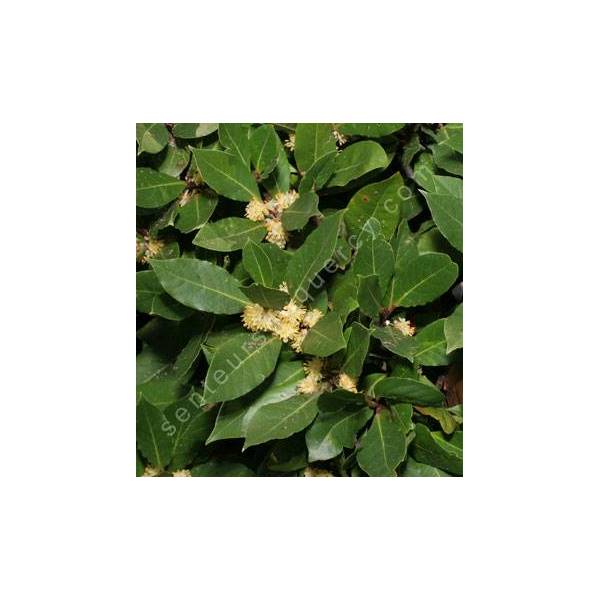 Laurus nobilis - Laurier Sauce