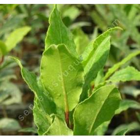 Laurus nobilis - Laurier Sauce