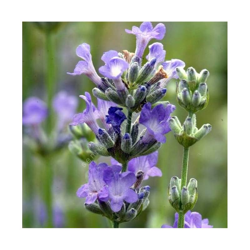 Lavandula angustifolia 'Ashdown Forest', Vraie Lavande