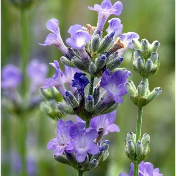 Lavandula angustifolia 'Ashdown Forest', Vraie Lavande