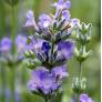 Lavandula angustifolia 'Ashdown Forest', Vraie Lavande