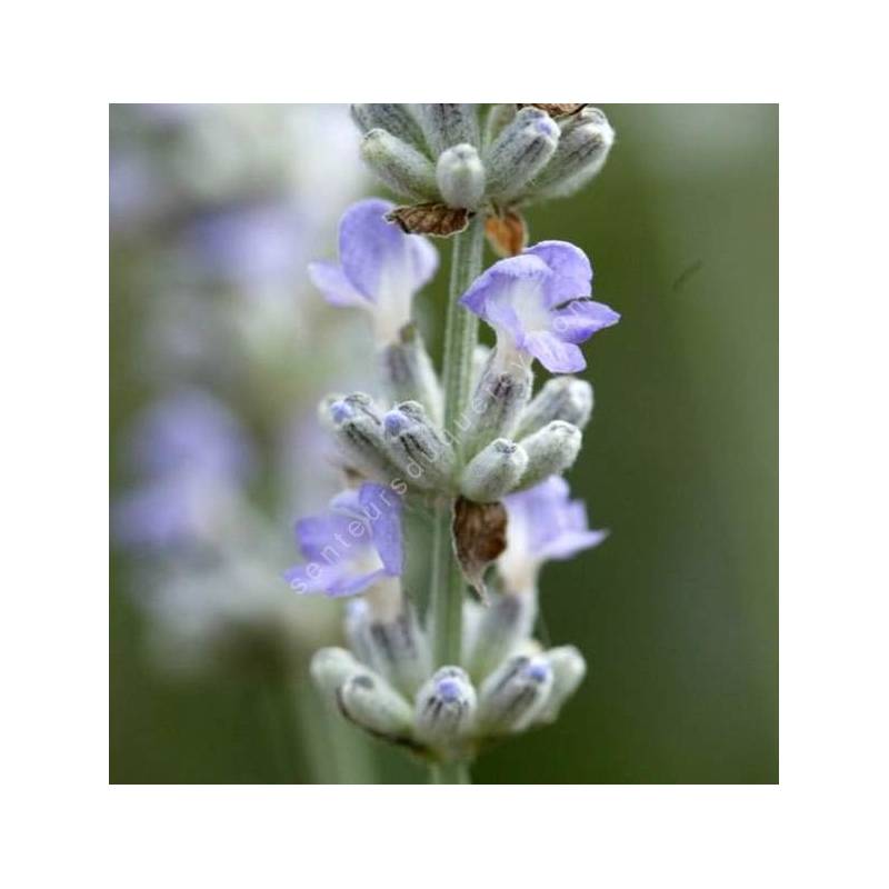 Lavandula angustifolia 'Glace Bleue' - Vraie Lavande