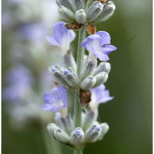 Lavandula angustifolia 'Glace Bleue' - Vraie Lavande