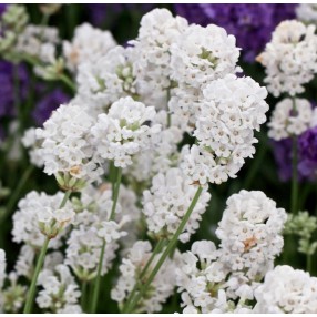 Lavandula angustifolia \u0027Alba\u0027 , Lavande blanche