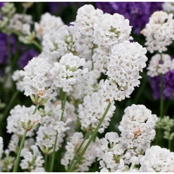 Lavandula angustifolia 'Alba', Lavande blanche