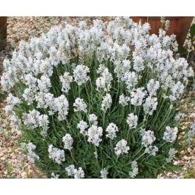 Lavandula angustifolia 'Nana Alba', Vraie Lavande naine blanche