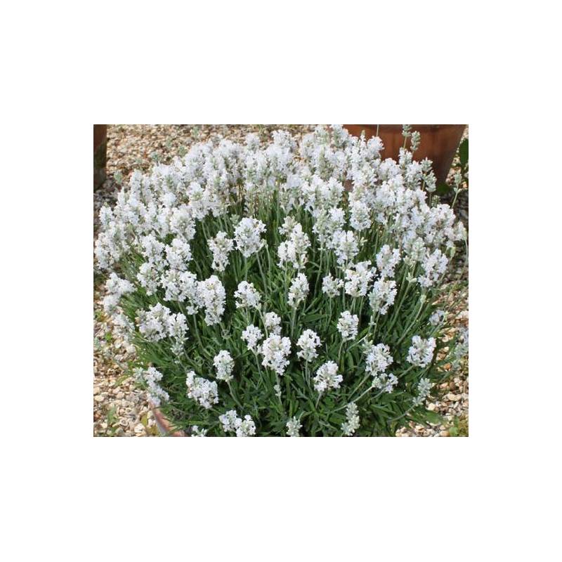 Lavandula angustifolia 'Nana Alba', Vraie Lavande naine blanche