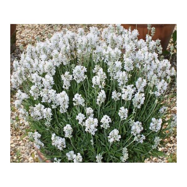 Lavandula angustifolia 'Nana Alba', Vraie Lavande naine blanche