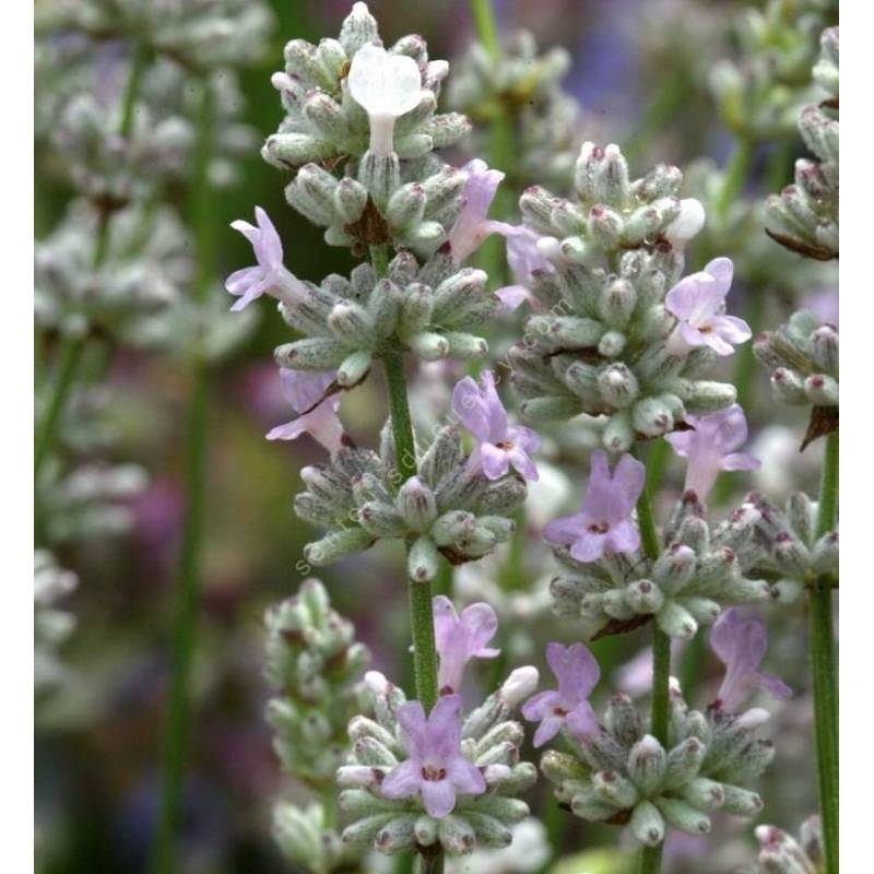 Lavandula angustifolia 'Coconut Ice', Vraie Lavande