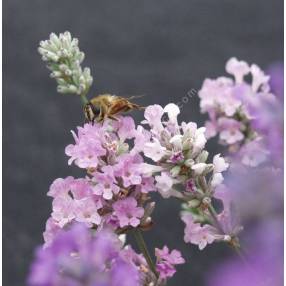 Lavandula angustifolia 'Melissa', Vraie Lavande