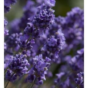 Lavandula angustifolia 'Melissa Lilac' ®, Vraie Lavande