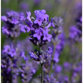 Lavandula angustifolia 'Munstead', Vraie Lavande