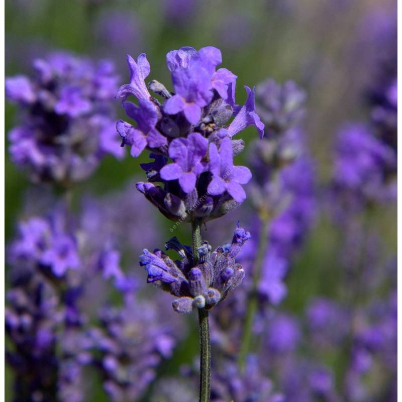 Lavande Angustifolia Munstead à fleurs violettes. Le pot de 3 litres :  Lavandes BOTANIC jardin - botanic®