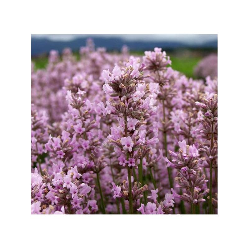 Lavandula angustifolia 'Jean Davis', Vraie Lavande rose