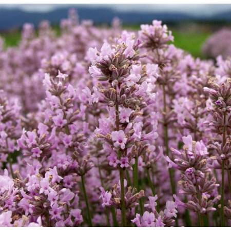 Lavandula angustifolia 'Jean Davis', Vraie Lavande rose