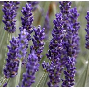 Lavandula x chaytorea 'Silver Sands' ®, Lavande grise