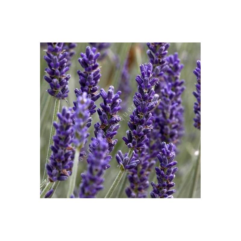 Lavandula x chaytorea 'Silver Sands' ®, Lavande grise