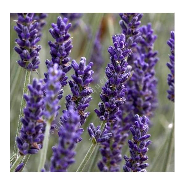 Lavandula x chaytorea 'Silver Sands' ®, Lavande grise