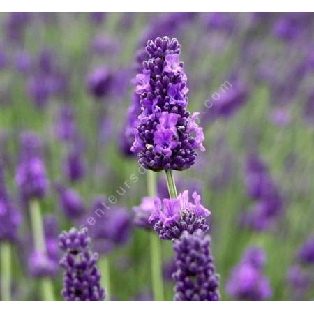 Lavandula x intermedia 'Hidcote Giant', Lavandin