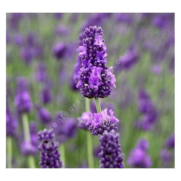 Lavandula x intermedia 'Hidcote Giant', Lavandin