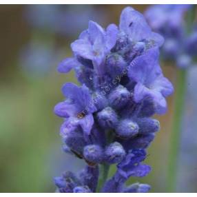 Lavandula angustifolia 'Siesta', Vraie Lavande