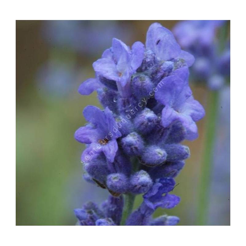 Lavandula angustifolia 'Siesta', Vraie Lavande