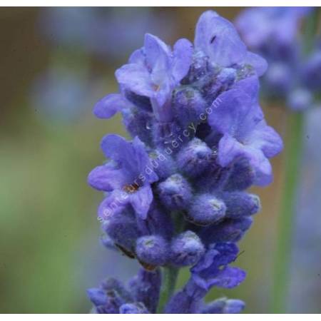 Lavandula angustifolia 'Siesta', Vraie Lavande