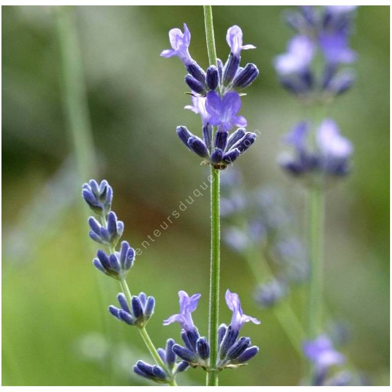 Lavandula angustifolia 'Nikita', Vraie Lavande