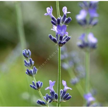 Lavandula angustifolia 'Nikita', Vraie Lavande