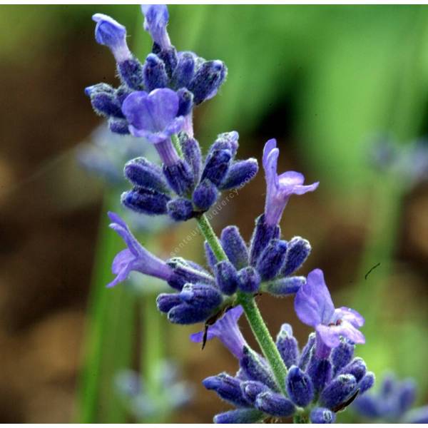 Lavandula angustifolia 'Pacific Blue', Vraie Lavande Lavandula angustifolia 'Pacific Blue', Vraie Lavande