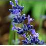 Lavandula angustifolia 'Pacific Blue' - Vraie Lavande