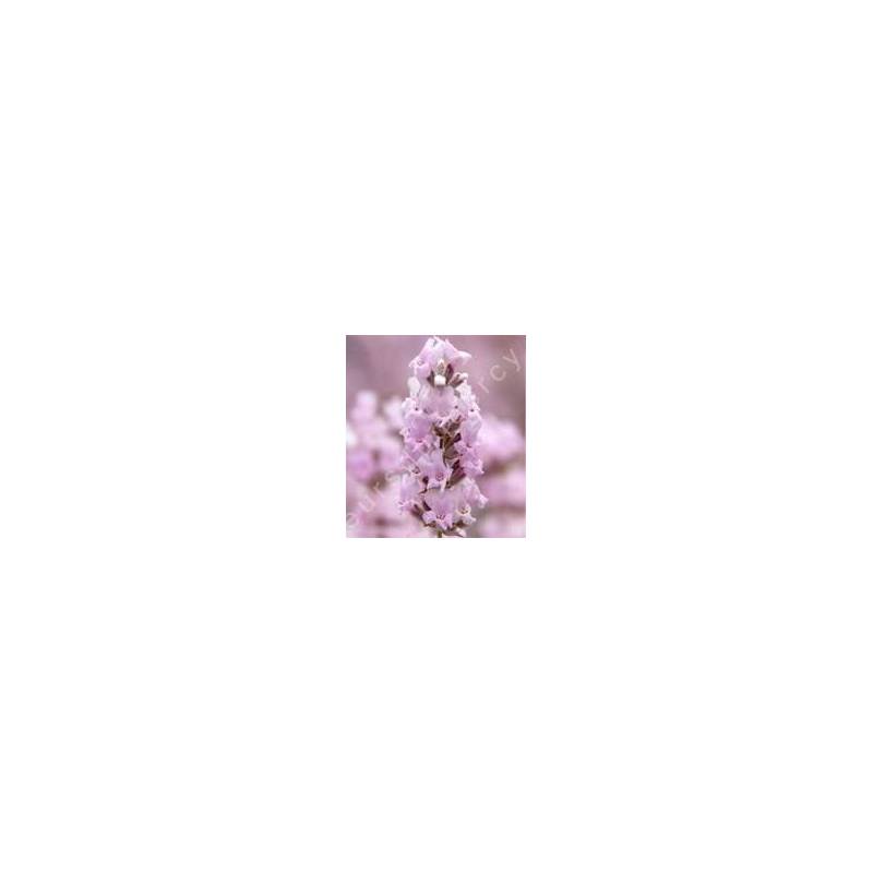 Lavandula angustifolia 'Rosea', Vraie Lavande rose