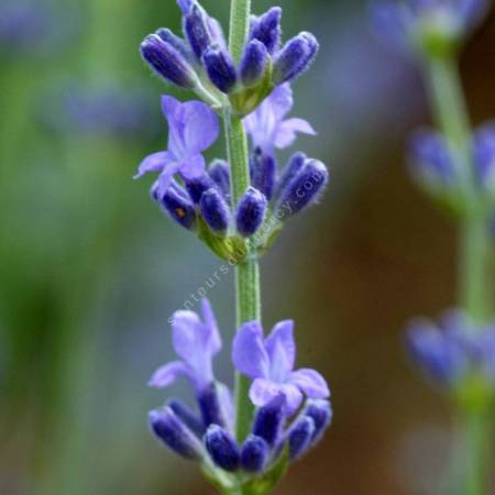 Lavandula angustifolia 'Royal Purple', Vraie Lavande