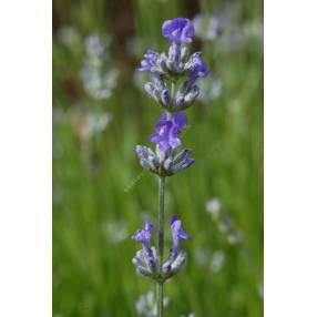 Lavandula angustifolia 'Ashdown Forest', Vraie Lavande