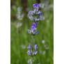 Lavandula angustifolia 'Ashdown Forest', Vraie Lavande