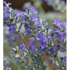 Lavandula angustifolia 'Miss Muffet', Vraie Lavande naine