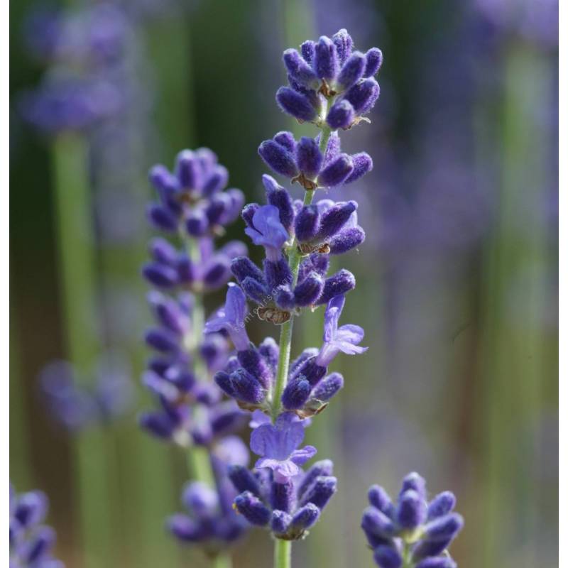 Lavandula angustifolia 'Loddon Blue', Vraie Lavande