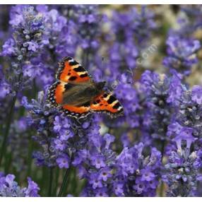 Lavandula angustifolia 'Little Lady' ®, Vraie Lavande naine