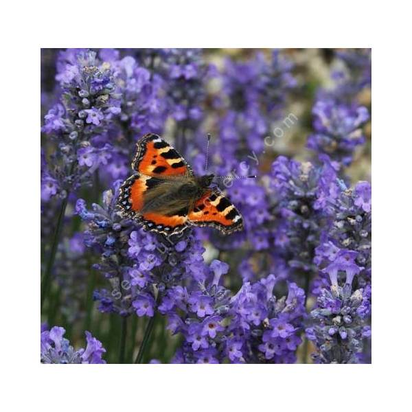 Lavandula angustifolia 'Little Lady' ®, Vraie Lavande naine