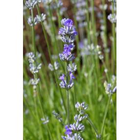 Lavandula angustifolia 'Ashdown Forest', Vraie Lavande