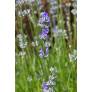 Lavandula angustifolia 'Ashdown Forest', Vraie Lavande