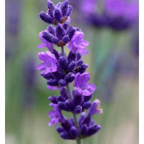 Lavandula angustifolia 'Hidcote', Vraie Lavande