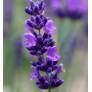 Lavandula angustifolia 'Hidcote', Vraie Lavande