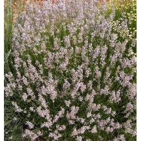 Lavandula angustifolia 'Hidcote Pink', Vraie Lavande rose