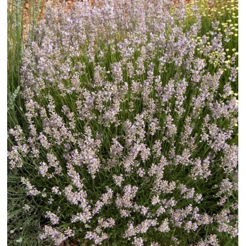 Lavandula angustifolia 'Hidcote Pink'