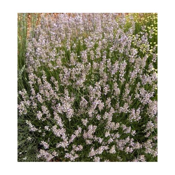 Lavandula angustifolia 'Hidcote Pink', Vraie Lavande rose