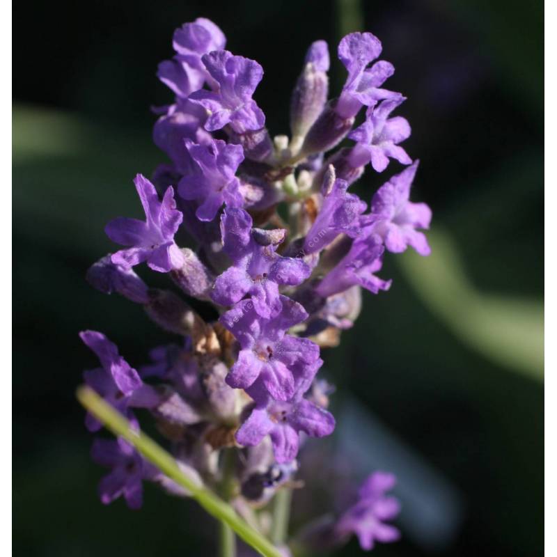 Lavandula angustifolia 'Dwarf Blue', Vraie Lavande