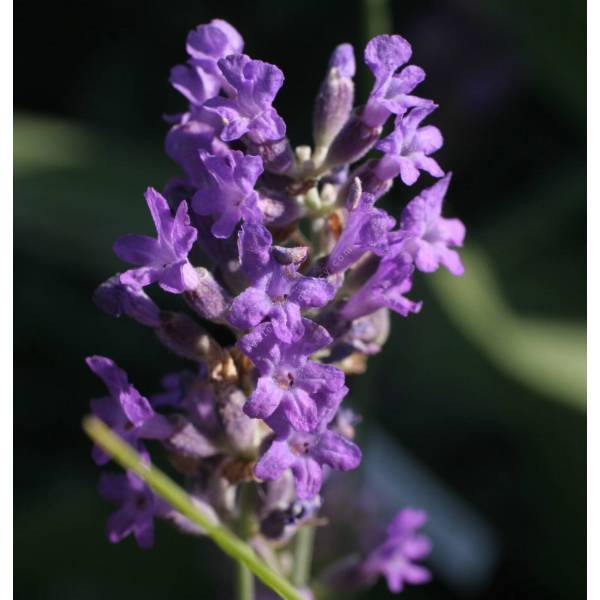 Lavandula angustifolia 'Dwarf Blue', Vraie Lavande