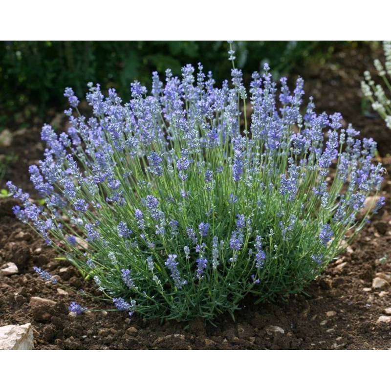 Lavande bleue pour pot - Lavandula angustifolia 'Bouquet de Grand-Mère'