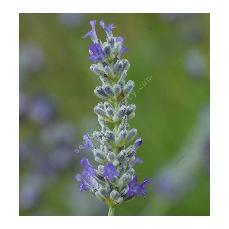 Lavandula x chaytorea 'Molten Silver' ®, Lavande grise